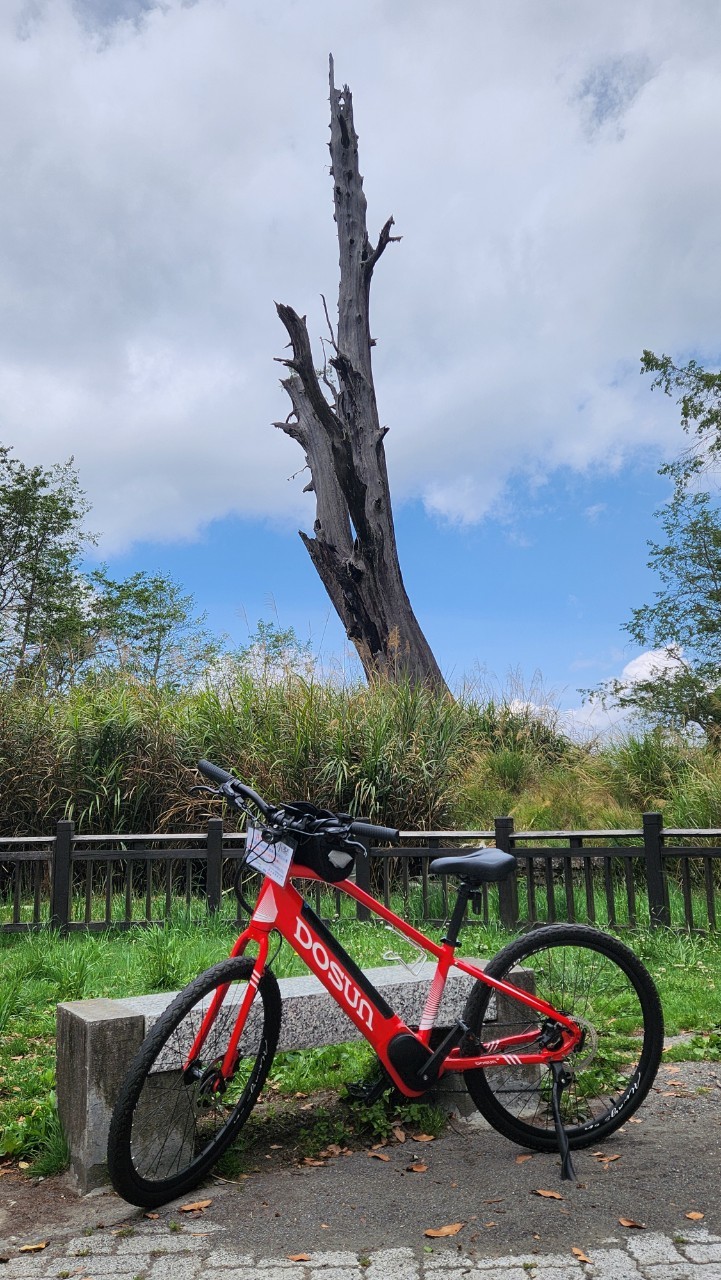 南投,信義鄉,神木,塔塔加,夫妻樹,紅檜,台灣知名神木,山海戀單車