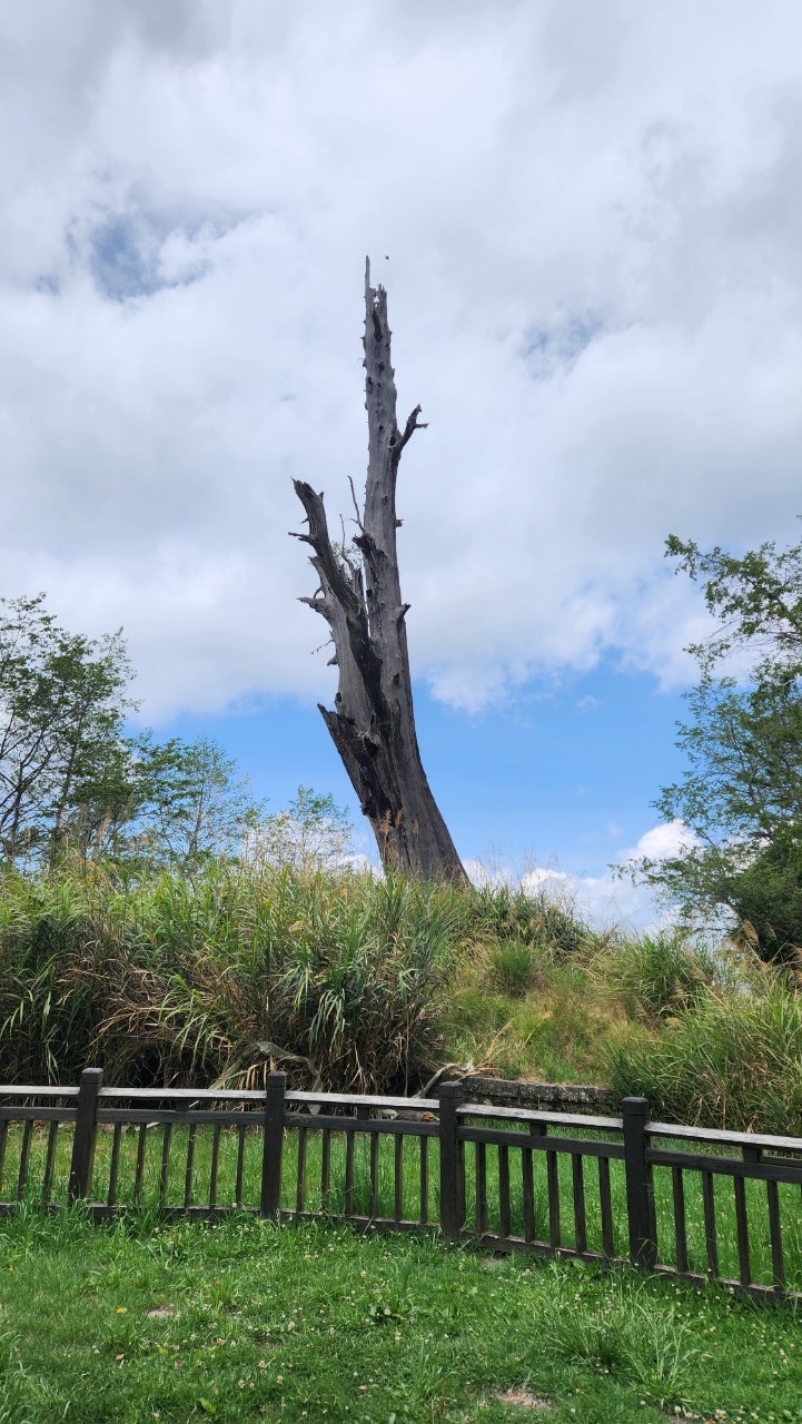 南投,信義鄉,神木,塔塔加,夫妻樹,紅檜,台灣知名神木,山海戀單車