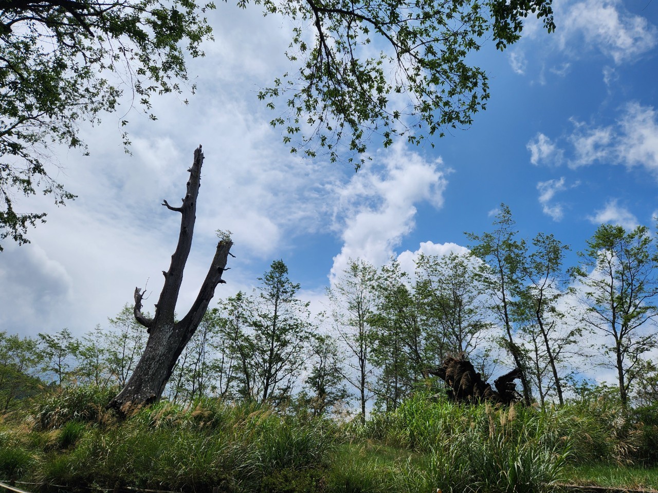 南投,信義鄉,神木,塔塔加,夫妻樹,紅檜,台灣知名神木,山海戀單車