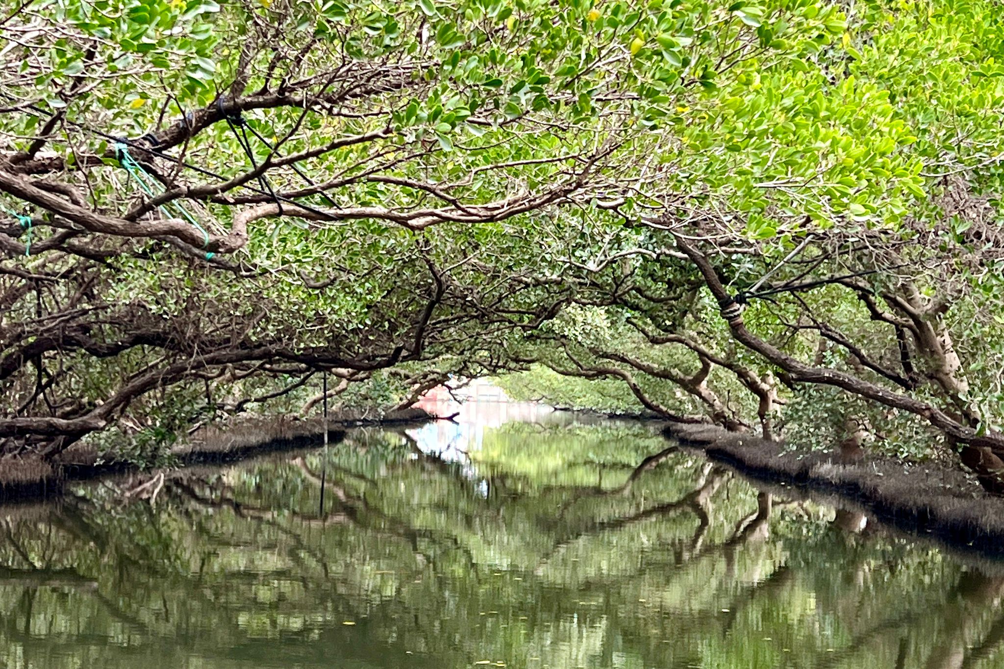台南,四草溼地,台江國家公園,綠色隧道,溼地,山海戀單車