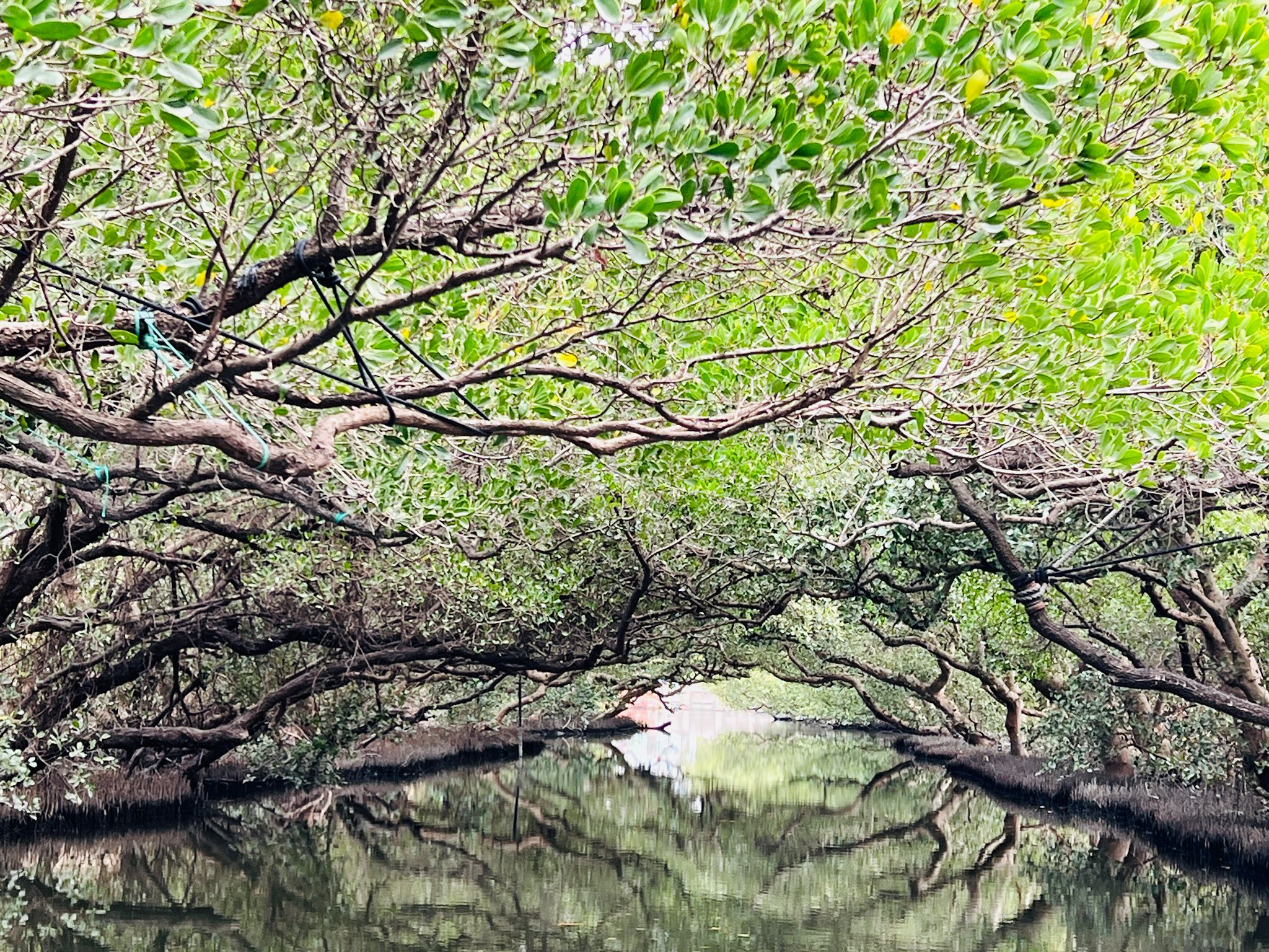 台南,四草溼地,台江國家公園,綠色隧道,溼地,山海戀單車
