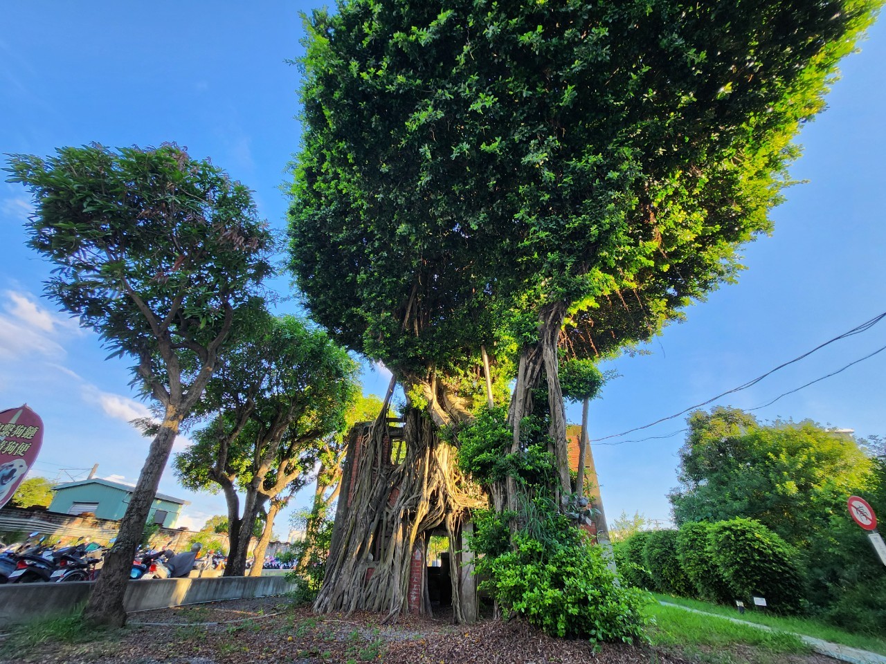 台南,安平,安平樹屋,德記洋行,自然生態,山海戀單車