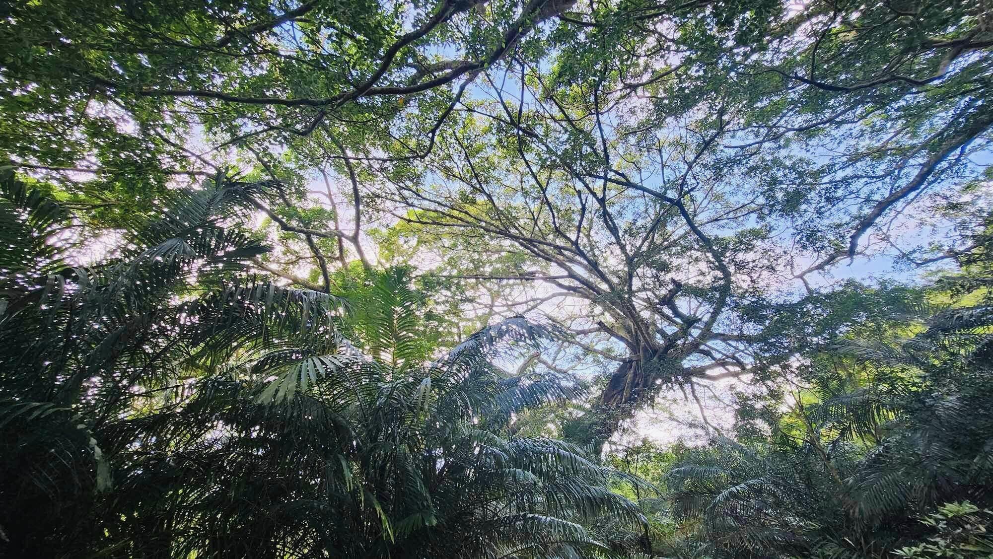 台東,都蘭,鸞山部落,鸞山森林博物館,會走路的樹,原住民,布農族,山海戀單車