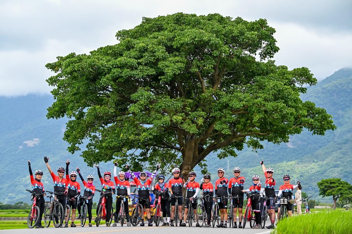 台東,池上,伯朗大道,金城武樹,奉茶樹,山海戀單車