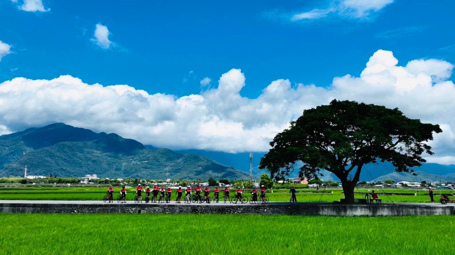 台東,池上,伯朗大道,金城武樹,奉茶樹,山海戀單車