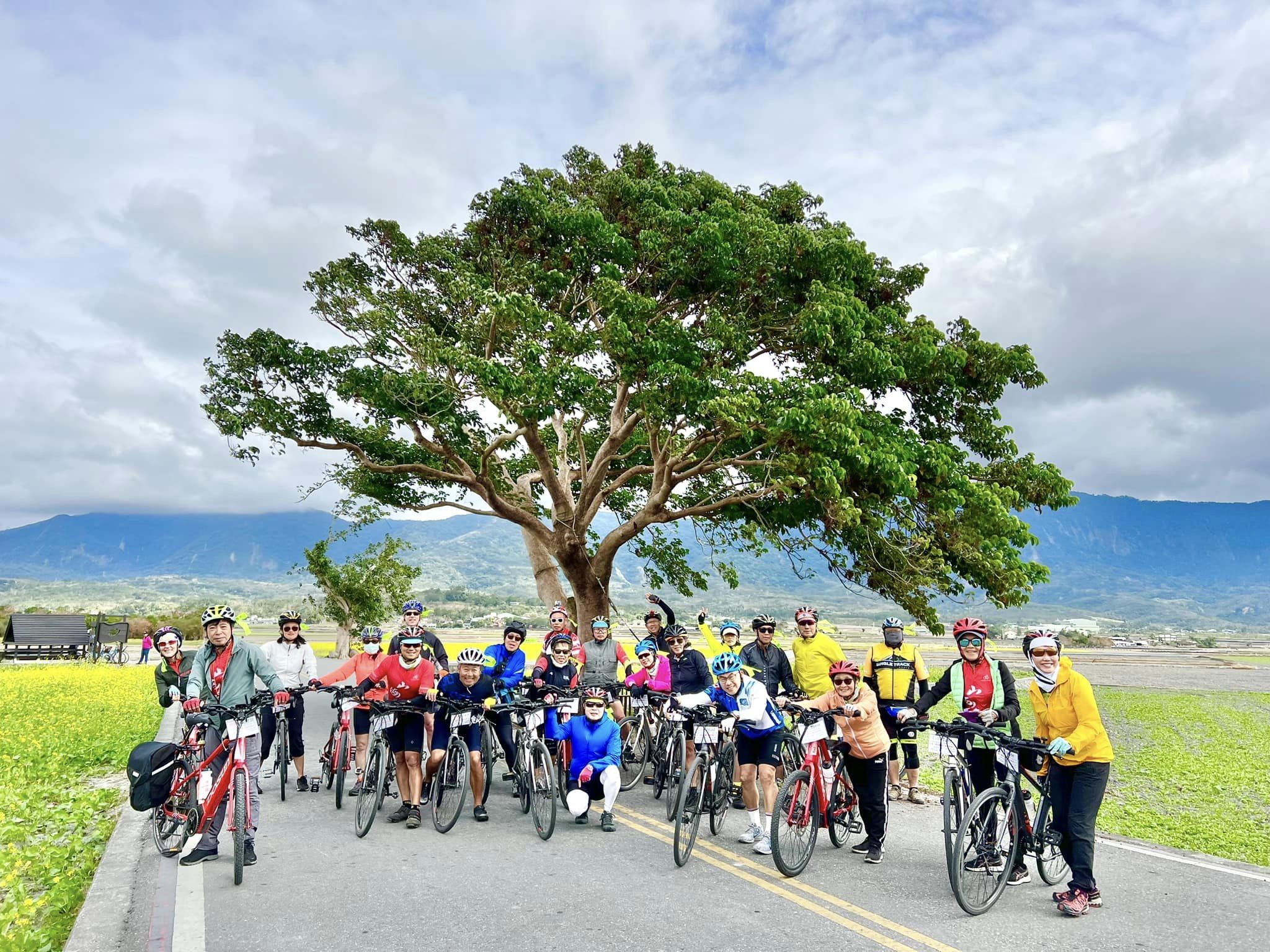 台東,池上,伯朗大道,金城武樹,奉茶樹,山海戀單車