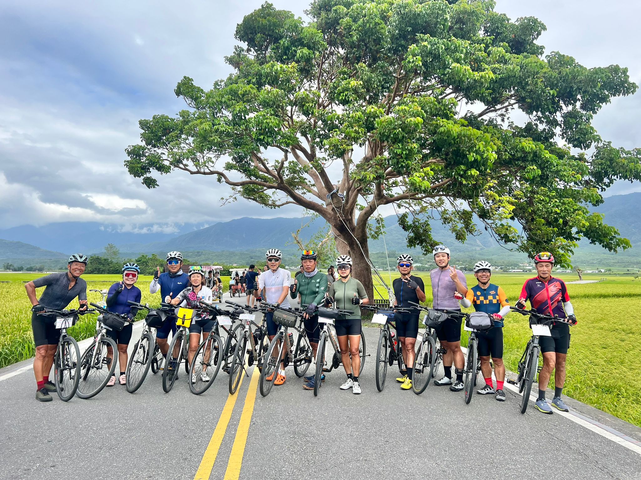 台東,池上,伯朗大道,金城武樹,奉茶樹,山海戀單車