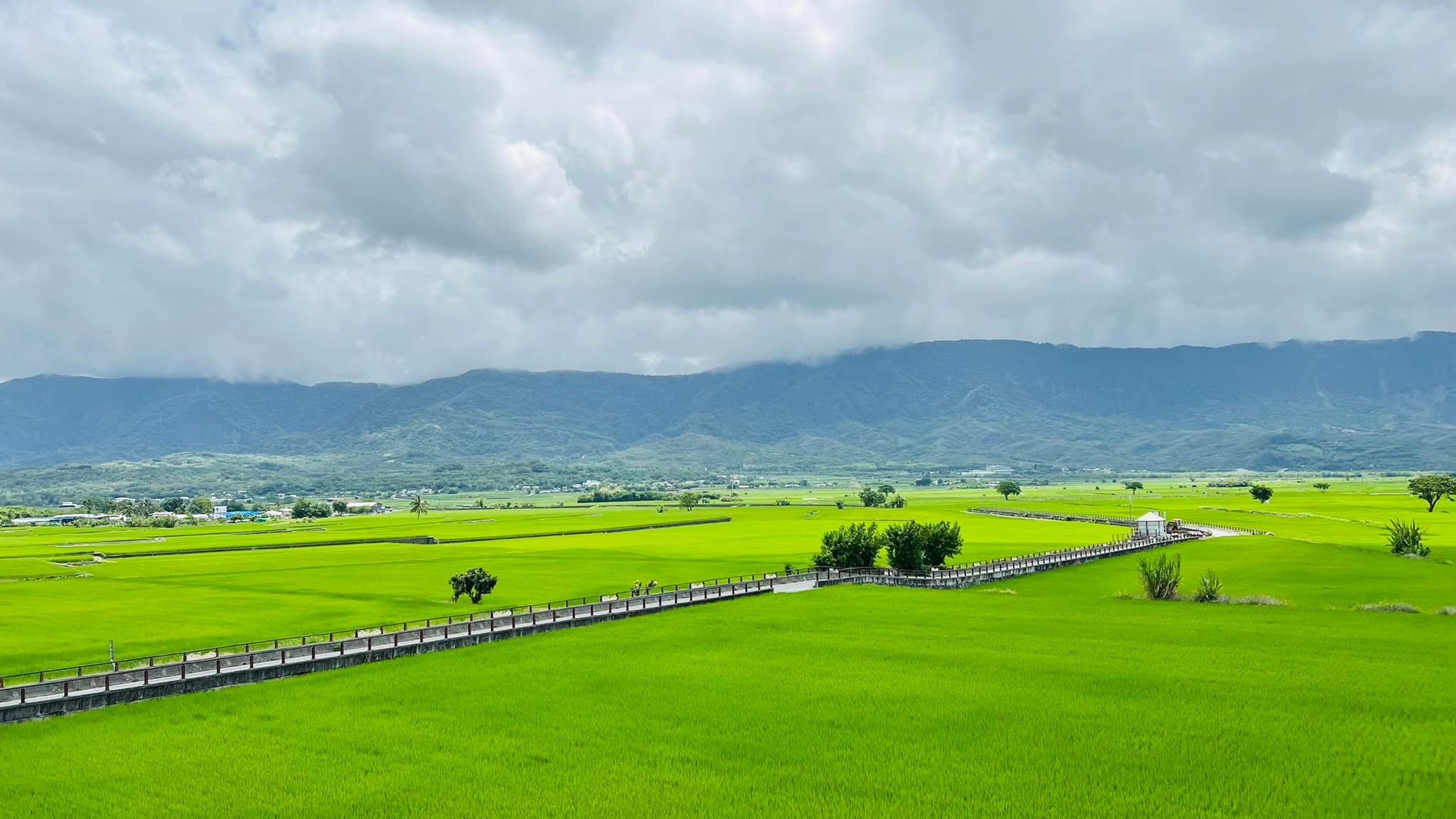 山海戀單車帶您騎行池上伯朗大道。