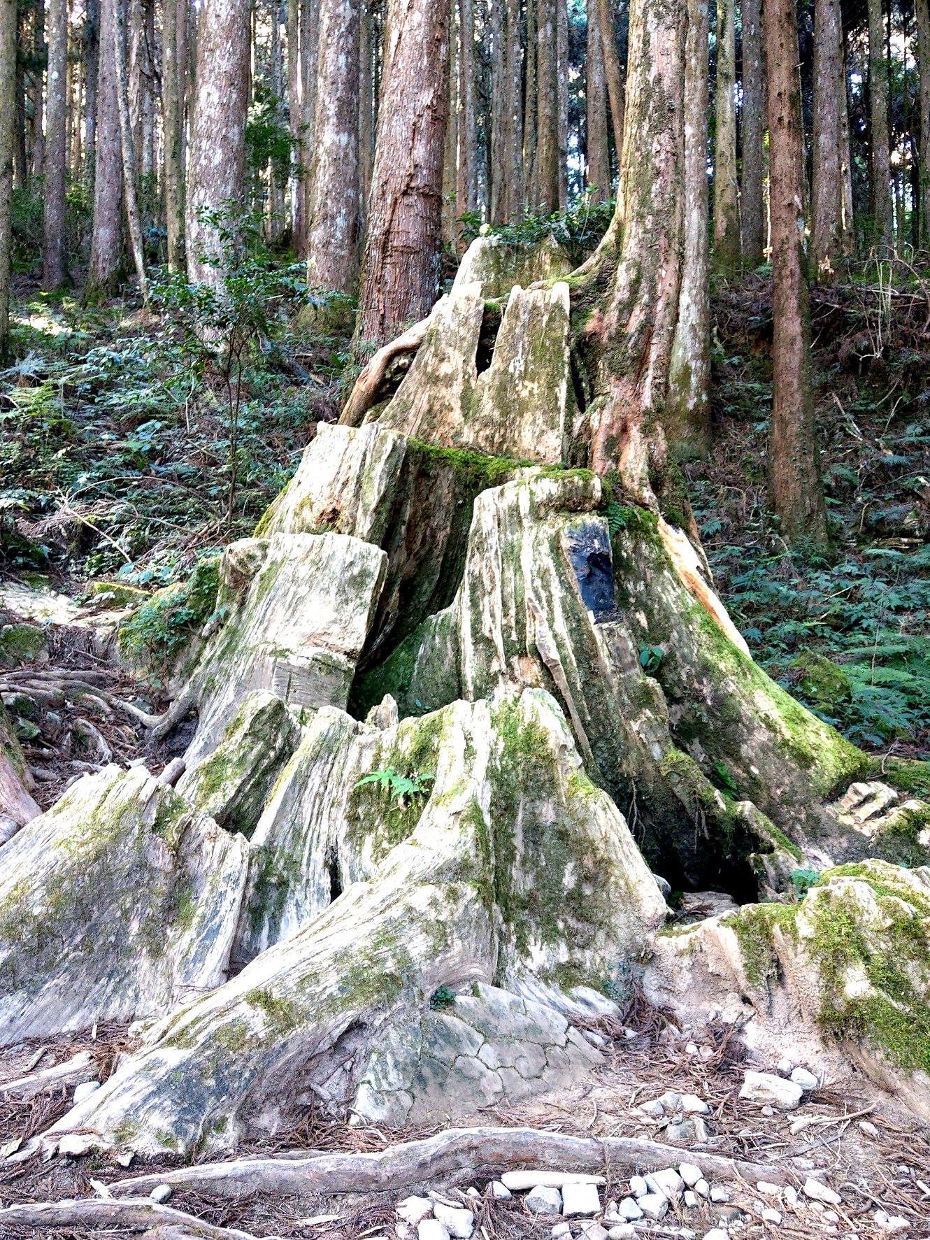 嘉義,阿里山,特富野古道,鄒族,原住民,山海戀單車
