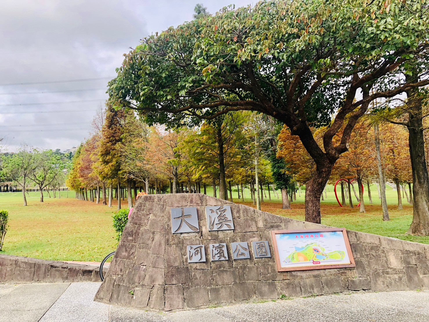 桃園,大溪,大溪河濱公園,落羽松,love,山海戀單車