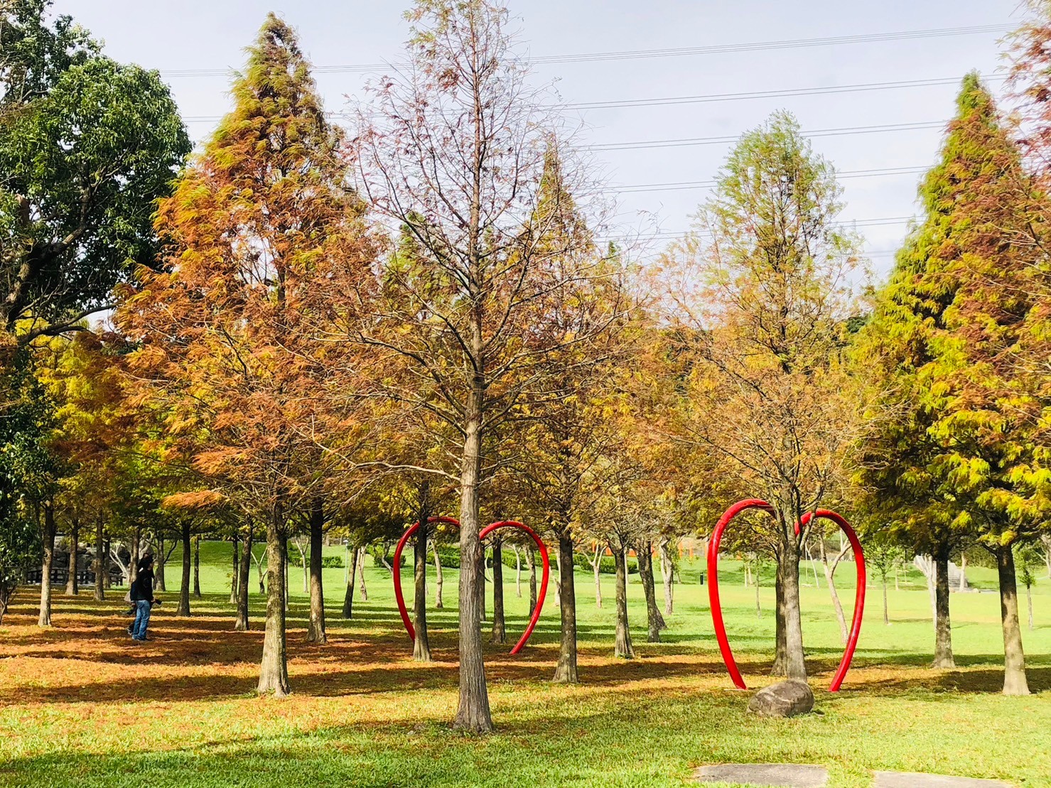 桃園,大溪,大溪河濱公園,落羽松,love,山海戀單車