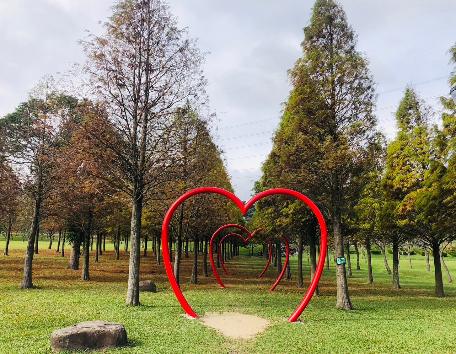 桃園,大溪,大溪河濱公園,落羽松,love,山海戀單車