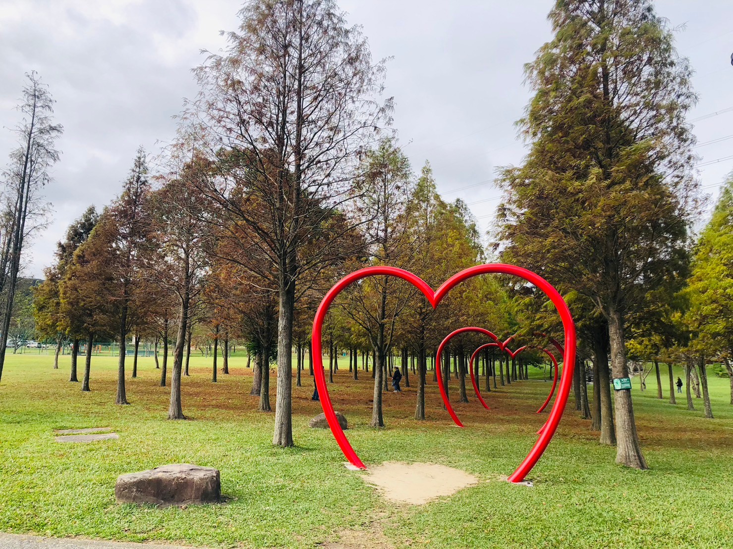桃園,大溪,大溪河濱公園,落羽松,love,山海戀單車