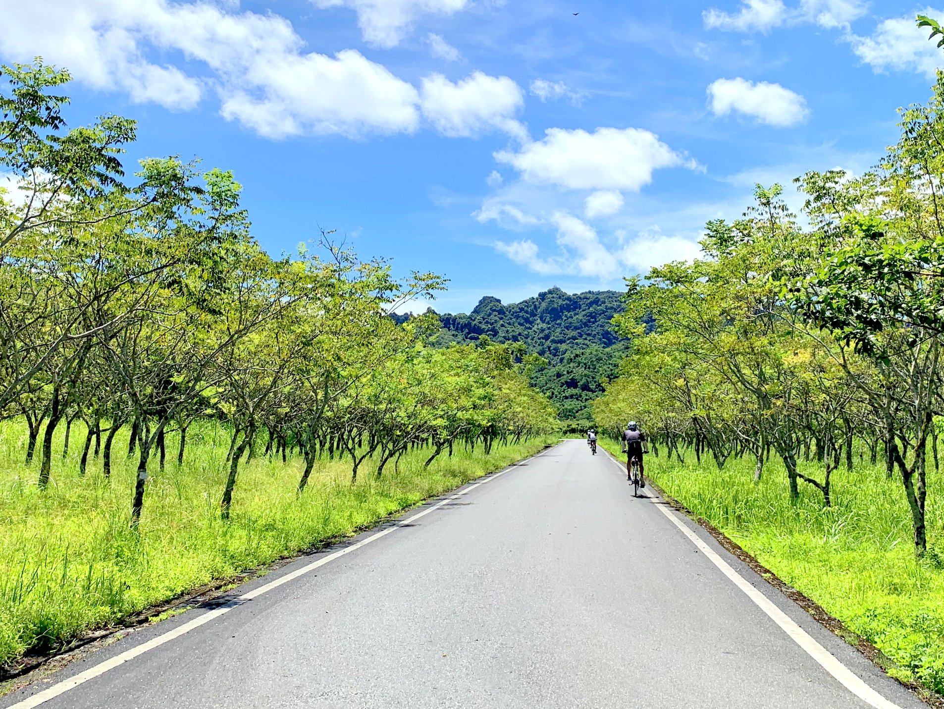 花蓮,光復鄉,大農大富平地森林園區,山海戀單車
