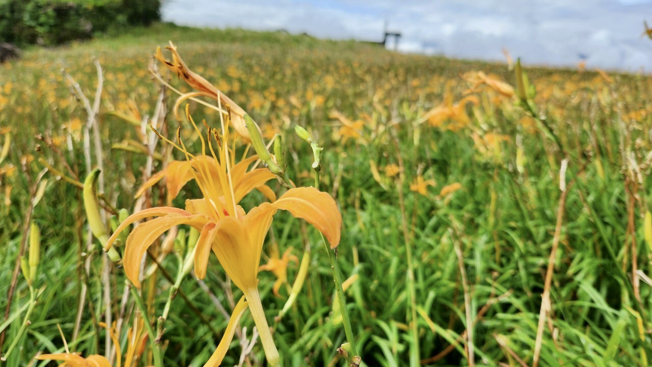 花蓮,富里,六十石山,金針花,山海戀單車