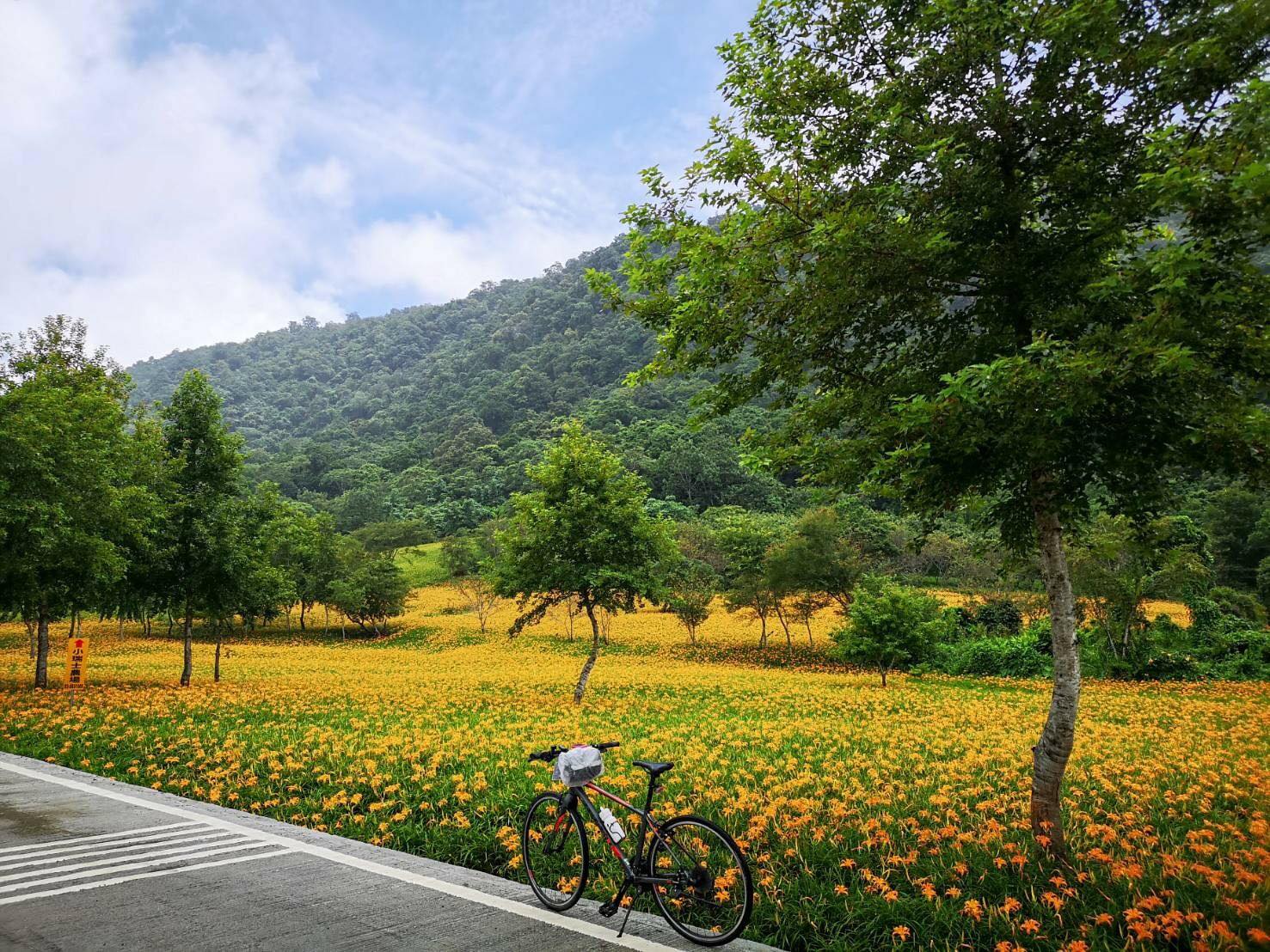 花蓮,玉里,赤科山,金針花,山海戀單車