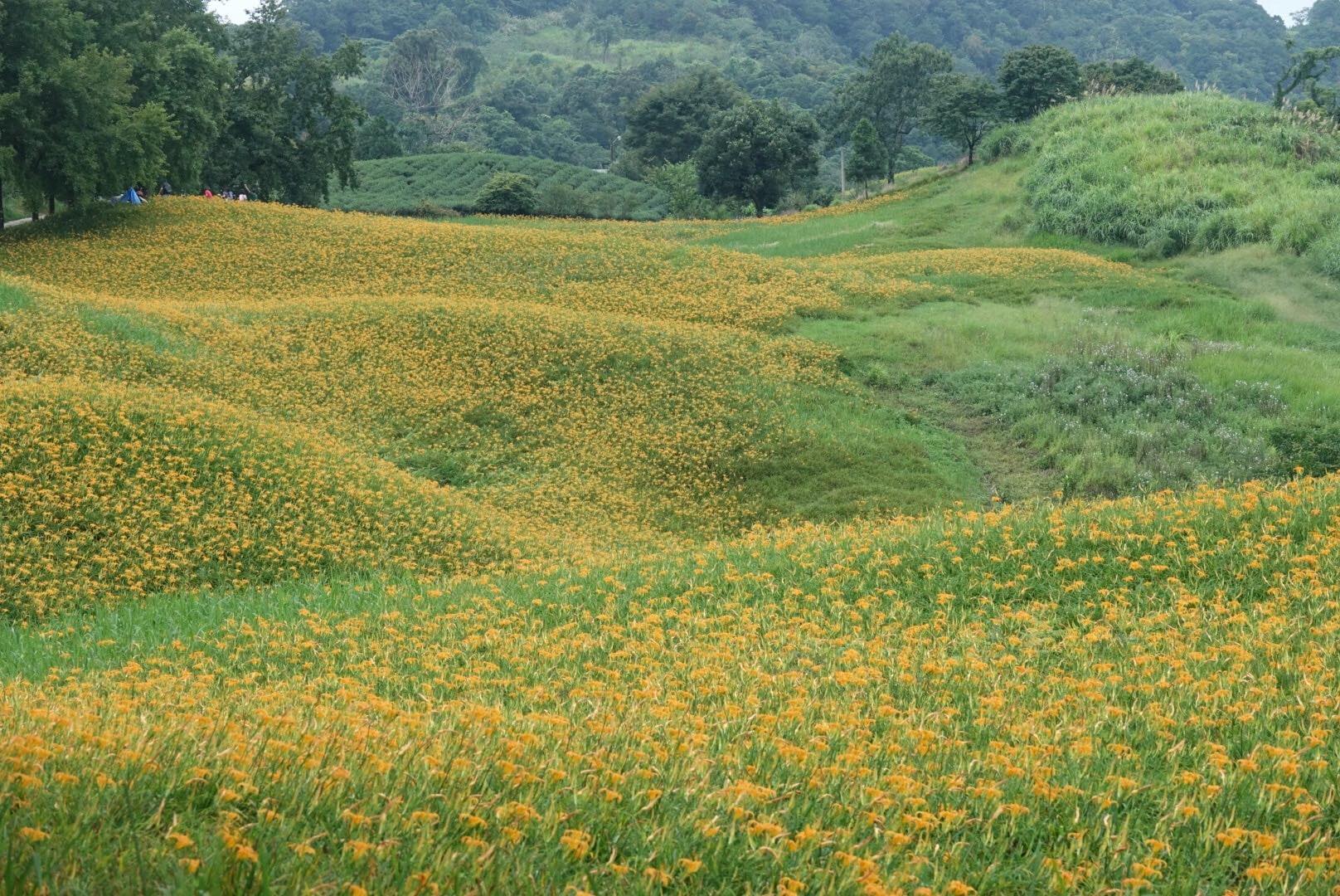 花蓮,玉里,赤科山,金針花,山海戀單車