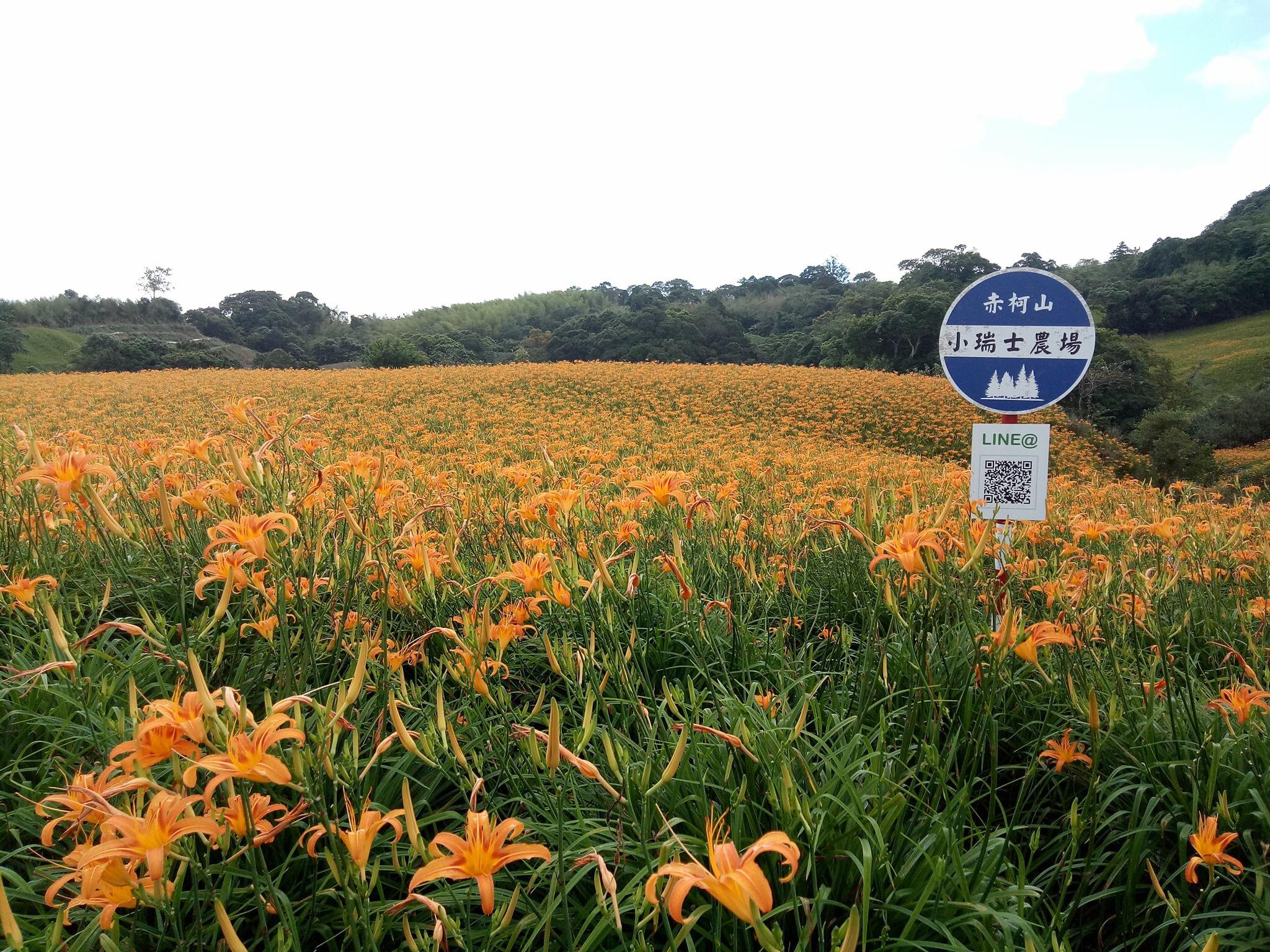 花蓮,玉里,赤科山,金針花,山海戀單車