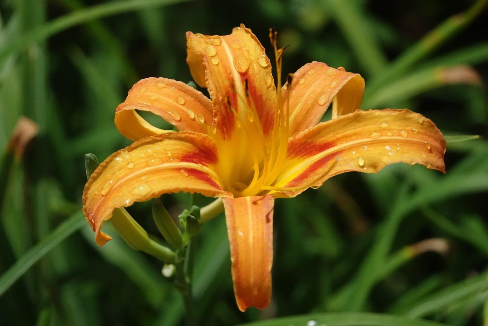 花蓮,玉里,赤科山,金針花,山海戀單車