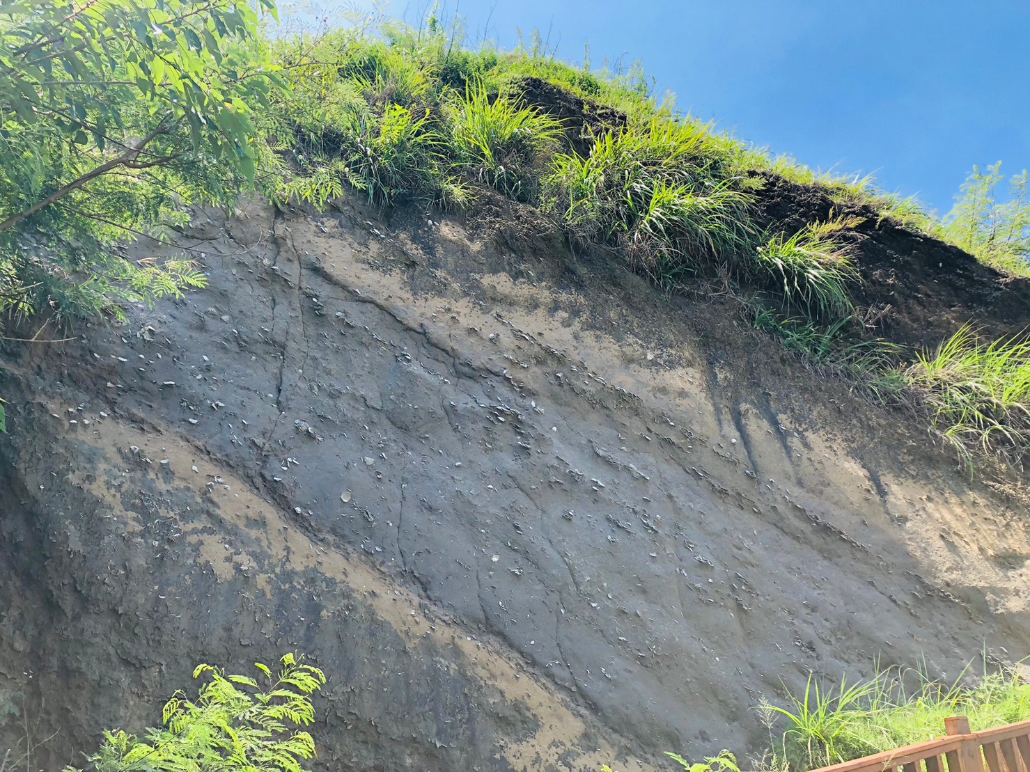 苗栗,後龍,生態,過港貝化石層,山海戀單車