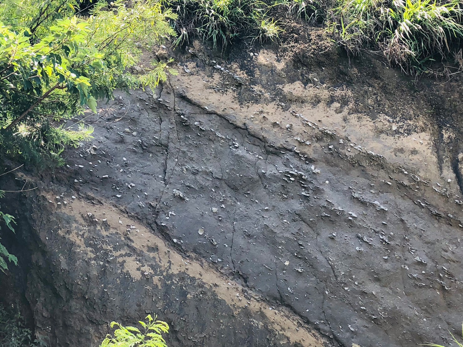 苗栗,後龍,生態,過港貝化石層,山海戀單車