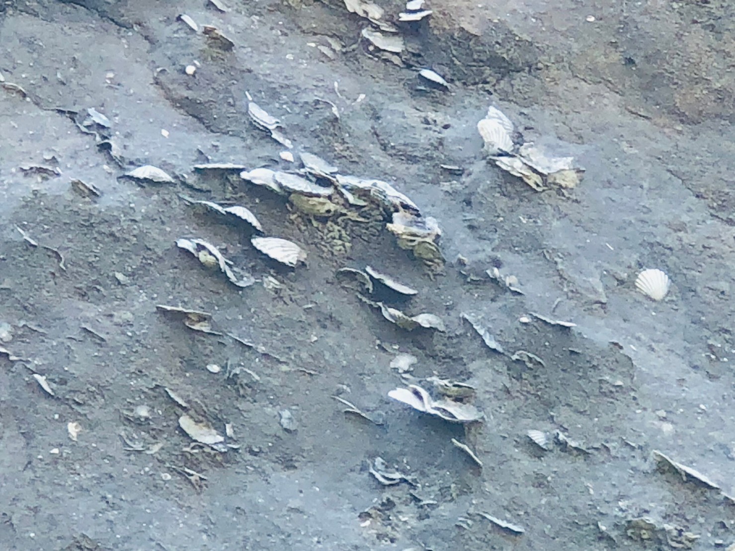 苗栗,後龍,生態,過港貝化石層,山海戀單車