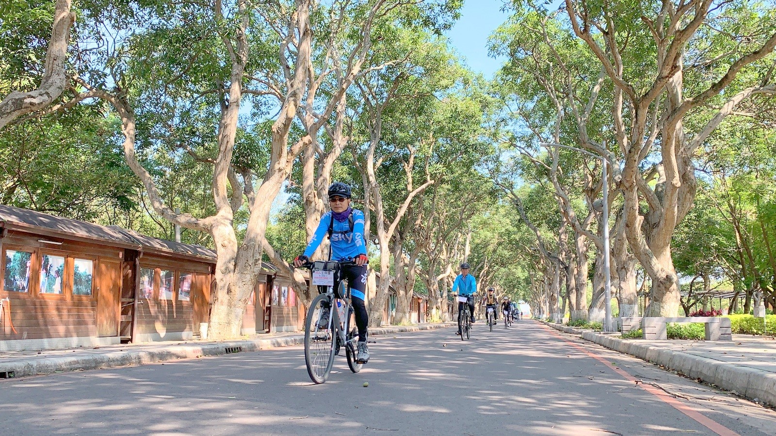雲林,古坑,芒果樹,綠色隧道,山海戀單車