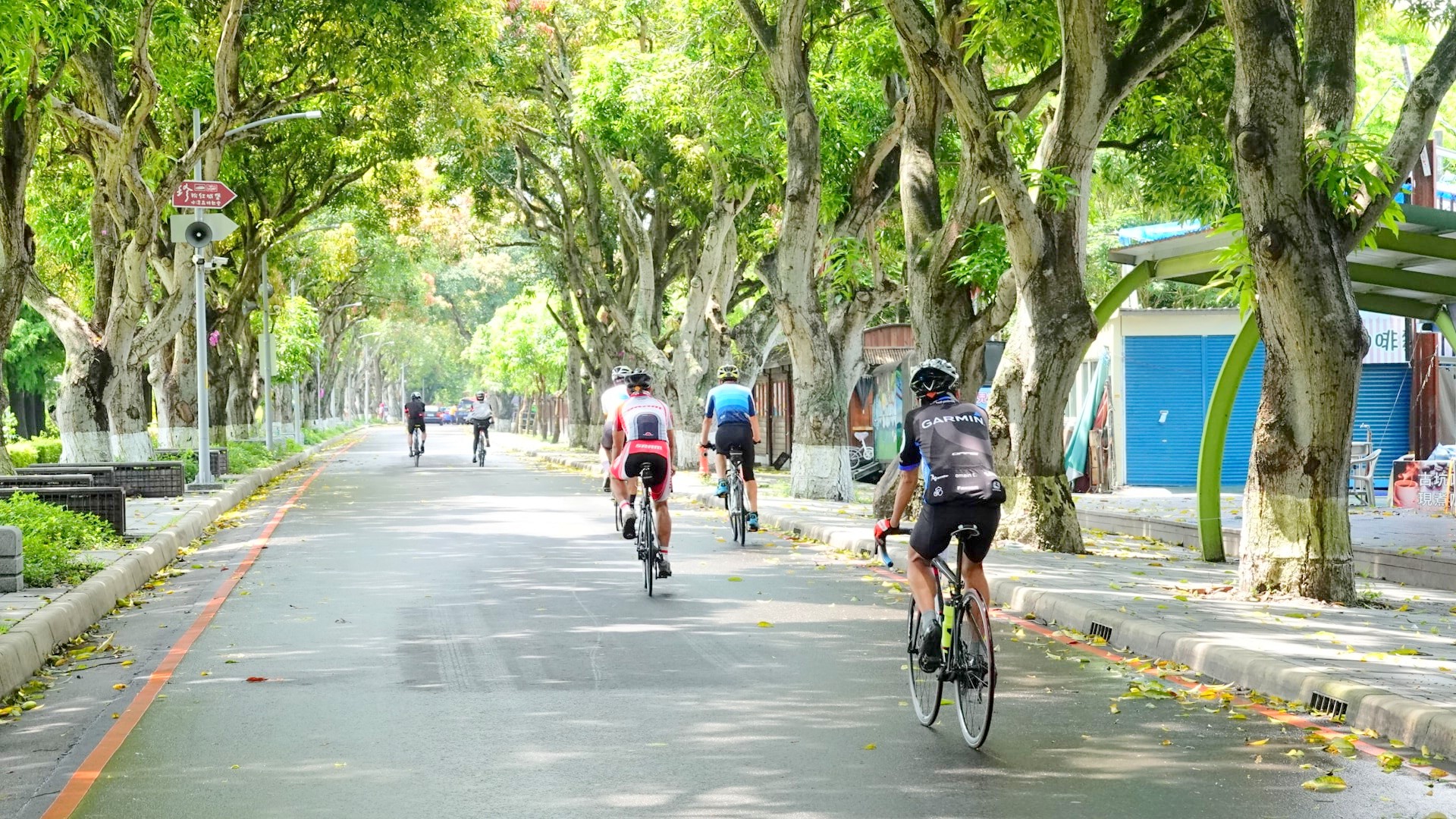雲林,古坑,芒果樹,綠色隧道,山海戀單車