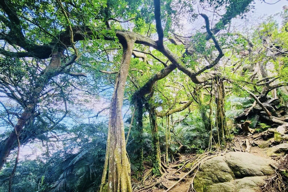 【布農族】八部合音的天籟之聲，山巒中的和諧部落
