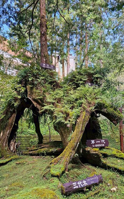 CyclingTaiwan,CyclingAdventure,單車看見台灣,台灣旅遊,單車騎行台灣,山海戀單車,阿里山雙鐵,鐵道鐵馬,戀山戀海戀單車,祝山觀日出,玉山,阿里山森鐵,巨木棧道