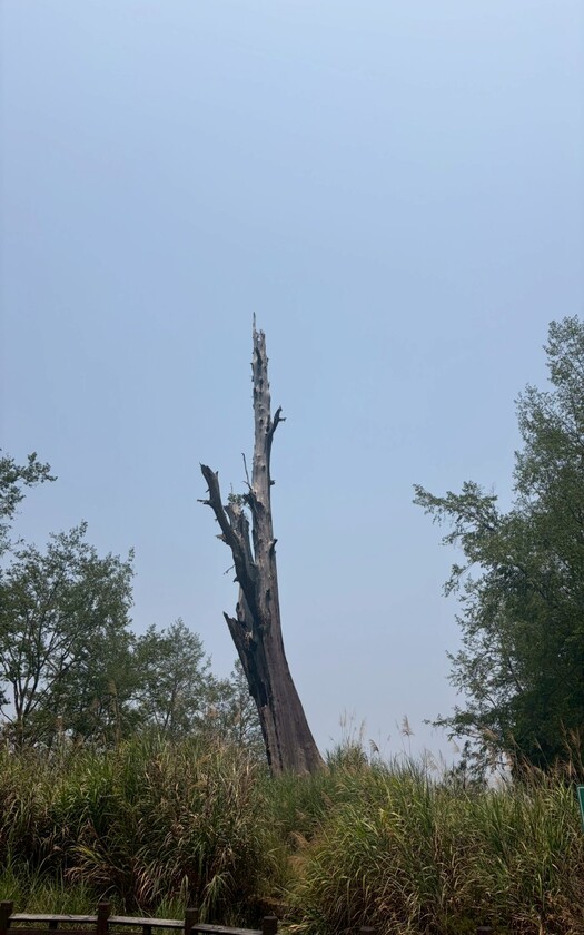 CyclingTaiwan,CyclingAdventure,單車看見台灣,台灣旅遊,海外車友騎台灣,脊梁山脈雙塔,剖地瓜,台21線,塔塔加,玉山群峰,夫妻樹,鹿林神木,特富野古道,阿里山公路,石桌